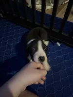 Yellow Collar Female, a female Great Dane for sale in Ben Wheeler, TX – Photo 5 of 5