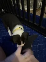 Yellow Collar Female, a female Great Dane for sale in Ben Wheeler, TX – Photo 2 of 5