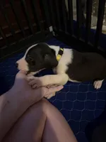 Yellow Collar Female, a female Great Dane for sale in Ben Wheeler, TX – Photo 4 of 5