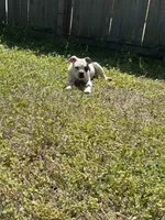 Chrome , a male Alapaha Blue Blood Bulldog for sale in Charleston, SC – Photo 5 of 5