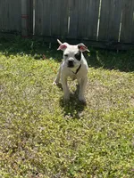 Chrome , a male Alapaha Blue Blood Bulldog for sale in Charleston, SC – Photo 3 of 5