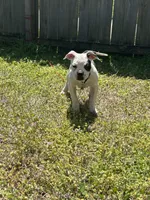 Chrome , a male Alapaha Blue Blood Bulldog for sale in Charleston, SC – Photo 2 of 5