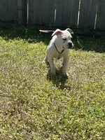 Chrome , a male Alapaha Blue Blood Bulldog for sale in Charleston, SC – Photo 4 of 5