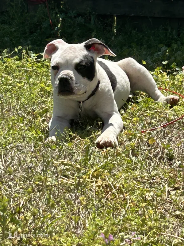 Chrome  – Alapaha Blue Blood Bulldog puppy for sale in Charleston, SC