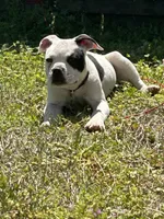 Chrome , a male Alapaha Blue Blood Bulldog for sale in Charleston, SC – Photo 1 of 5
