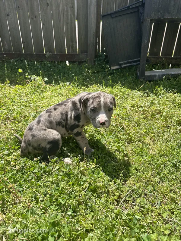 Xara  – American Bully, Alapaha Blue Blood Bulldog puppy for sale in Charleston, SC