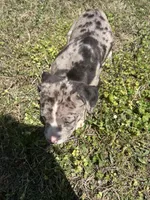Xara , a female American Bully and Alapaha Blue Blood Bulldog for sale in Charleston, SC – Photo 4 of 6