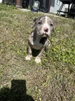 Xara , a female American Bully and Alapaha Blue Blood Bulldog for sale in Charleston, SC – Photo 3 of 6