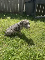 Xara , a female American Bully and Alapaha Blue Blood Bulldog for sale in Charleston, SC – Photo 2 of 6