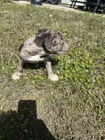 Xara , a female American Bully and Alapaha Blue Blood Bulldog for sale in Charleston, SC – Photo 6 of 6