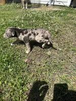 Xara , a female American Bully and Alapaha Blue Blood Bulldog for sale in Charleston, SC – Photo 5 of 6