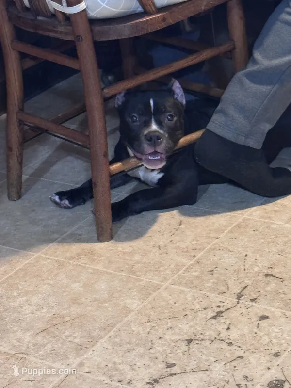 Gorgie – American Bully puppy for sale in Circleville, OH