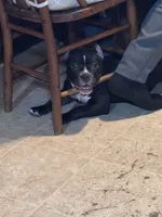Gorgie, a female American Bully for sale in Circleville, OH – 1 of 2