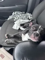 Gorgie, a female American Bully for sale in Circleville, OH – 2 of 2