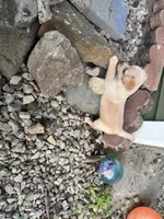 Lily, a female Toy Fox Terrier and Chiweenie for sale in Columbus, OH – 3 of 4