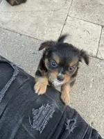 Bear, a male Toy Fox Terrier and Chiweenie for sale in Columbus, OH – 3 of 4