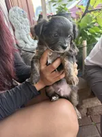 Hunter, a male Toy Fox Terrier and Chiweenie for sale in Columbus, OH – 4 of 4
