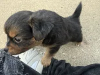 Bear, a male Toy Fox Terrier and Chiweenie for sale in Columbus, OH – 4 of 4