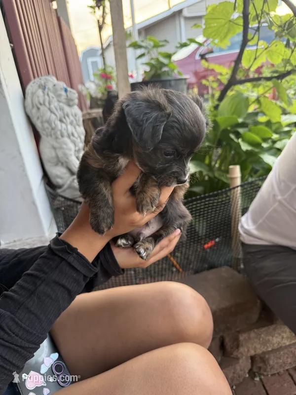Hunter – Toy Fox Terrier, Chiweenie puppy for sale in Columbus, OH