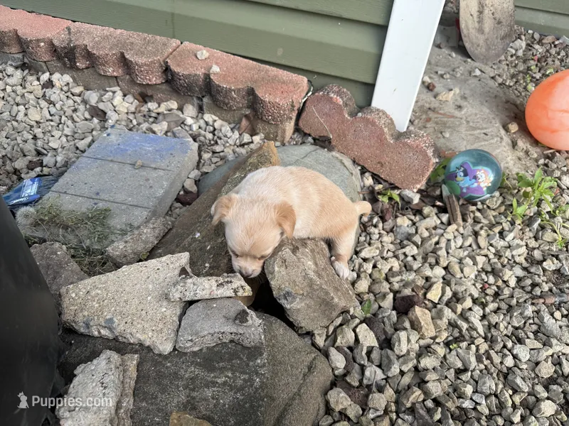 Lily – Toy Fox Terrier, Chiweenie puppy for sale in Columbus, OH