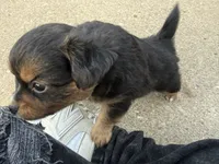 Bear , a male Toy Fox Terrier and Chiweenie for sale in Columbus, OH – 2 of 5