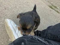 Bear , a male Toy Fox Terrier and Chiweenie for sale in Columbus, OH – 3 of 5