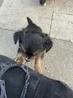 Bear, a male Toy Fox Terrier and Chiweenie for sale in Columbus, OH – 2 of 4