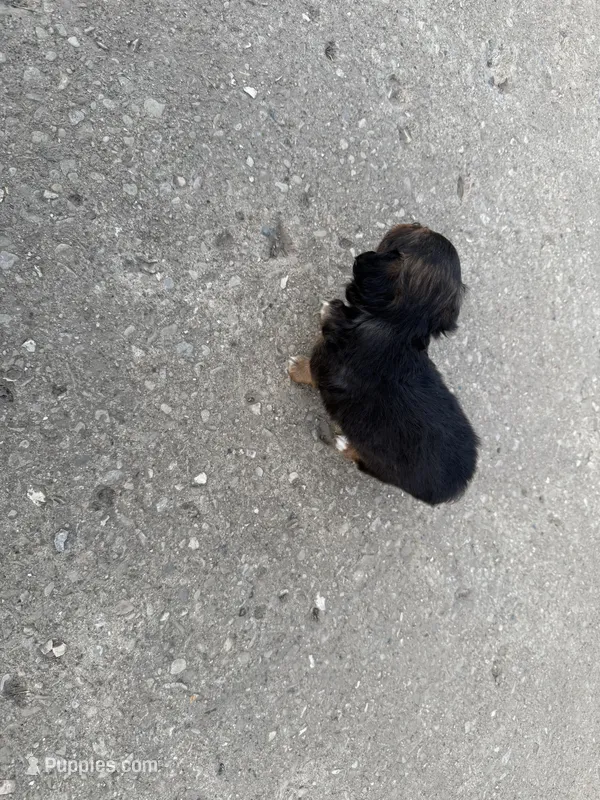 Buster – Toy Fox Terrier, Chiweenie puppy for sale in Columbus, OH