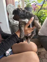 Hunter, a male Toy Fox Terrier and Chiweenie for sale in Columbus, OH – 3 of 4