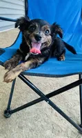 Hunter, a male Toy Fox Terrier and Chiweenie for sale in Columbus, OH – 3 of 4