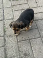 Lola, a female Toy Fox Terrier and Chiweenie for sale in Columbus, OH – 3 of 4