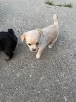 Lily, a female Toy Fox Terrier and Chiweenie for sale in Columbus, OH – 2 of 4