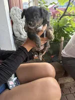 Hunter, a male Toy Fox Terrier and Chiweenie for sale in Columbus, OH – 2 of 4