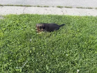Lola, a female Toy Fox Terrier and Chiweenie for sale in Columbus, OH – 4 of 4