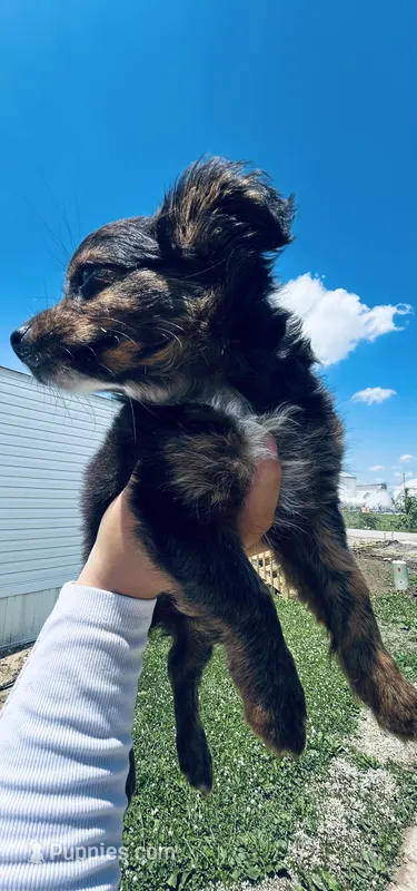 Hunter – Toy Fox Terrier, Chiweenie puppy for sale in Columbus, OH
