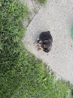 Buster, a male Toy Fox Terrier and Chiweenie for sale in Columbus, OH – 2 of 4