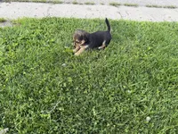 Lola, a female Toy Fox Terrier and Chiweenie for sale in Columbus, OH – 2 of 4