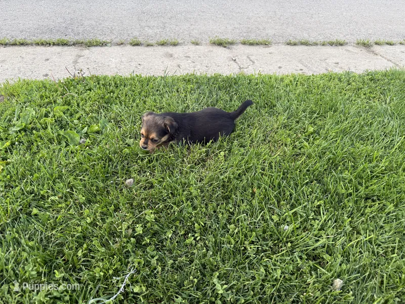 Lola – Toy Fox Terrier, Chiweenie puppy for sale in Columbus, OH