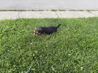 Lola, a female Toy Fox Terrier and Chiweenie for sale in Columbus, OH – 1 of 4