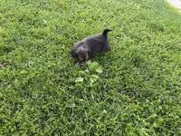 Bear , a male Toy Fox Terrier and Chiweenie for sale in Columbus, OH – 5 of 5