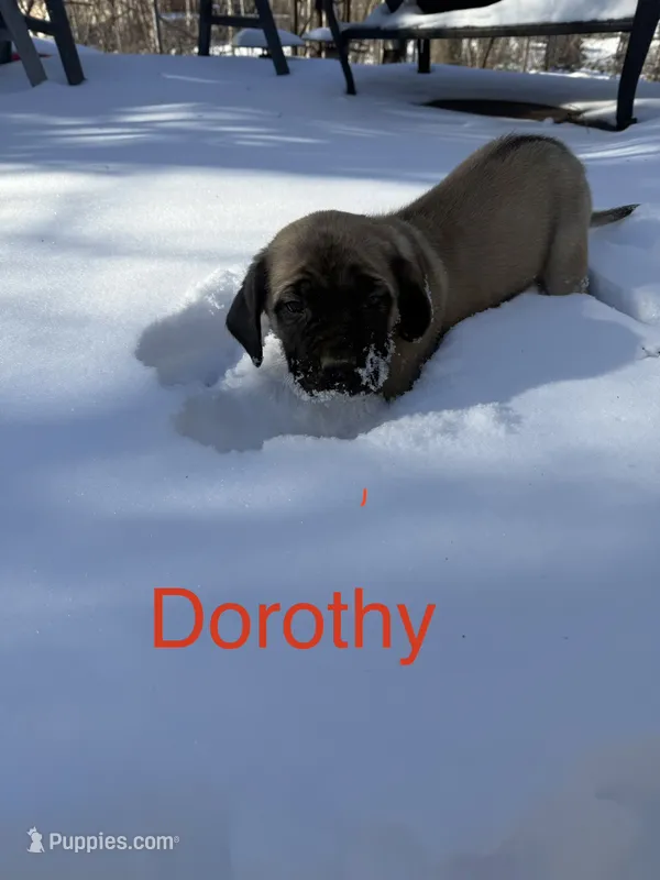 Dorothy