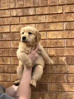 Sunnie, a female Golden Retriever for sale in Noble, OK – Photo 2 of 8