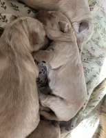 Sunnie, a female Golden Retriever for sale in Noble, OK – Photo 6 of 8