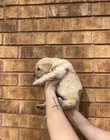 Sunnie, a female Golden Retriever for sale in Noble, OK – Photo 5 of 8