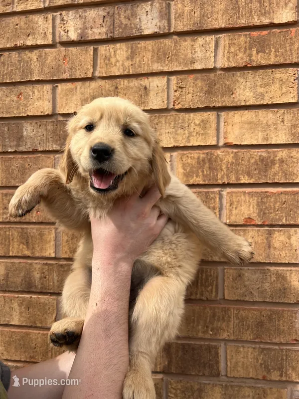 Sunnie – Golden Retriever puppy for sale in Noble, OK