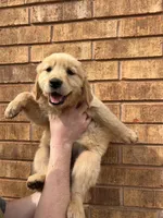 Sunnie, a female Golden Retriever for sale in Noble, OK – Photo 1 of 8