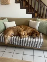 Sunnie, a female Golden Retriever for sale in Noble, OK – Photo 8 of 8