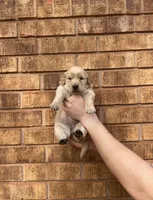 Sunnie, a female Golden Retriever for sale in Noble, OK – Photo 4 of 8