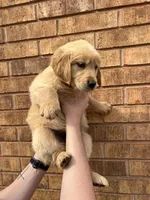 Sunnie, a female Golden Retriever for sale in Noble, OK – Photo 3 of 8