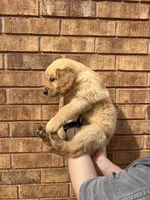 Honey , a female Golden Retriever for sale in Noble, OK – Photo 2 of 6